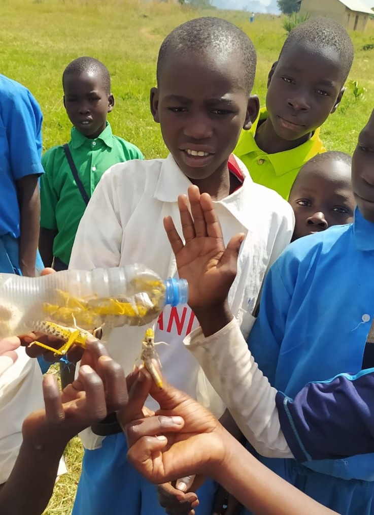 Plaga de langostas en la Escuela de Agricultura Nakinomet, Turkana, Kenia.