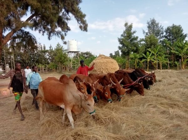 Entrega de bueyes a los campesinos Gumuz: un paso hacia la recuperación de sus tierras en Etiopía.